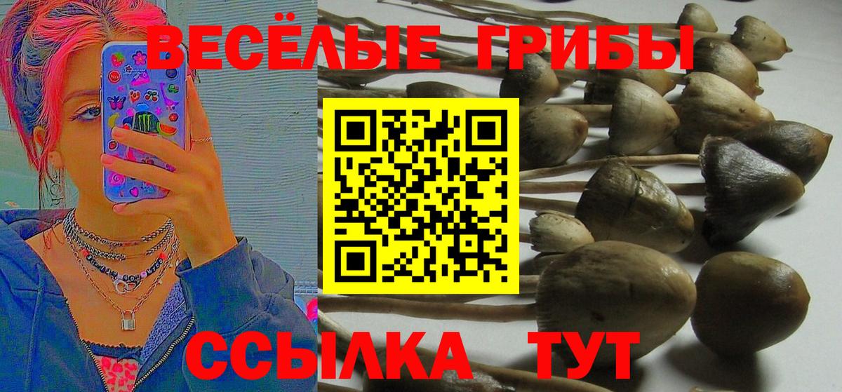 Псилоцибиновые грибы Cubensis  Вход с VPN  Ростов-на-Дону 